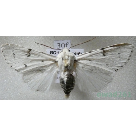 Acronicta leporina (Linnaeus, 1758) Wieczernica królica Czech30f